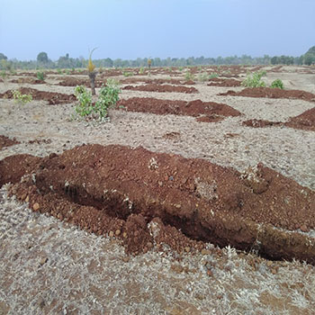 agriculture-plantation-image-1