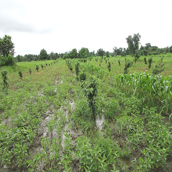 agriculture-plantation-image-2